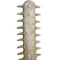 Sawfish Spear Ornament Close Up