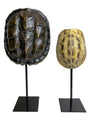 Turtle & Tortoise Shell Ornaments